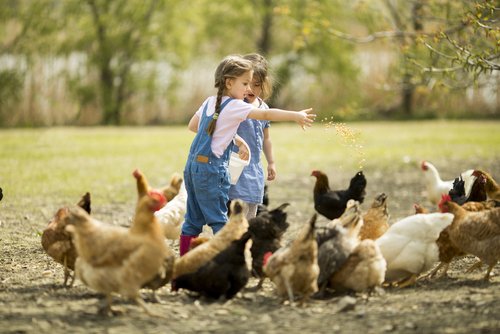 Young children feeding chickens in Pam Rumley's World
