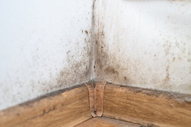 Mold in the corner of a room in Pam Rumley's World