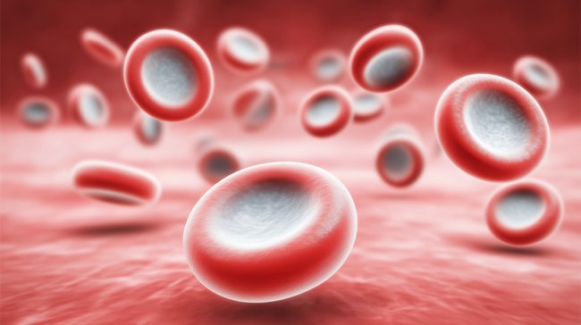 Photo of Red Blood Cells relating to why cell size matters