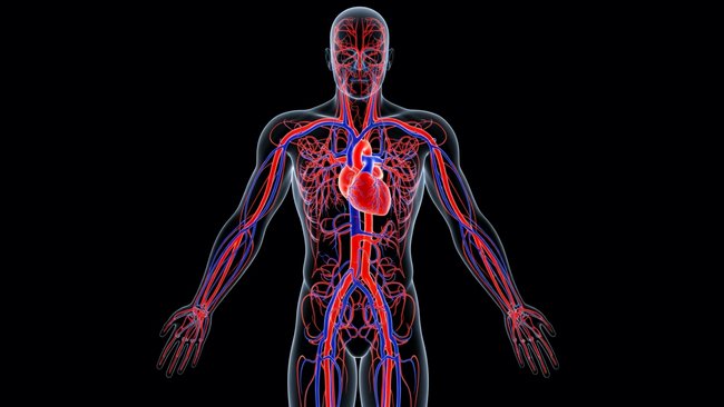 Photo of a Diagram showing blood circulation relating to improving circulation