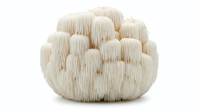 Lion's Mane Medicinal Mushroom in Pam Rumley's World