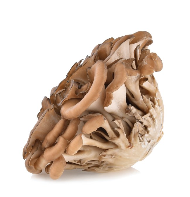 Maitake Medicinal Mushroom in Pam Rumley's world