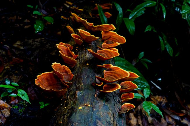 Reishi Mushrooms growing on a tree in Pam Rumley's World