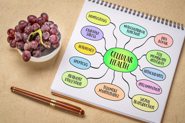 Diagram of cellular health showing autophagy, mitochondrial function, oxidative stress, and oxygen-related processes.