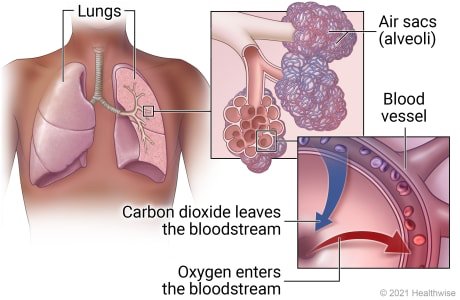 Diagram showing oxygen exchange in the lungs at the alveoli where oxygen enters the bloodstream and carbon dioxide is removed